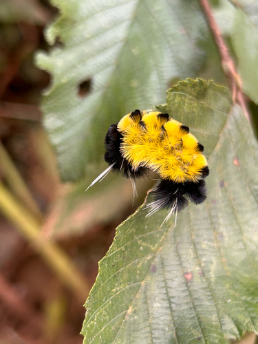 Spotted Tussock Moth