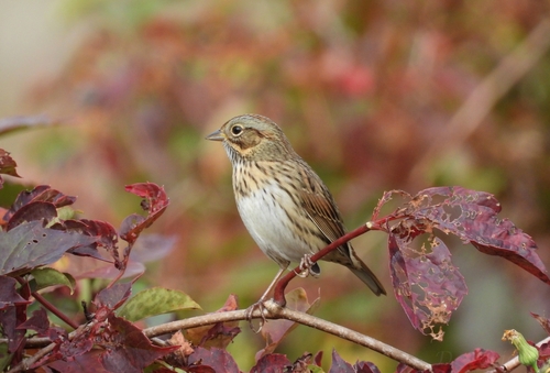 Lincoln's Sparrow