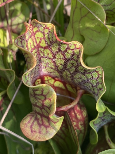 purple pitcher plant
