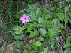 Geranium asphodeloides