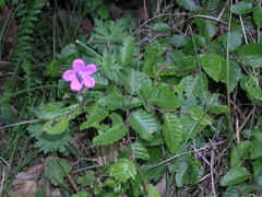 Geranium asphodeloides