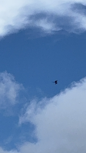 Magnificent Frigatebird