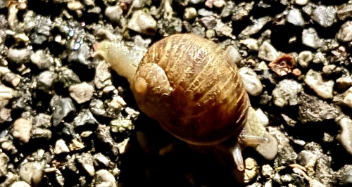 Garden Snail
