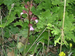 Himantoglossum comperianum