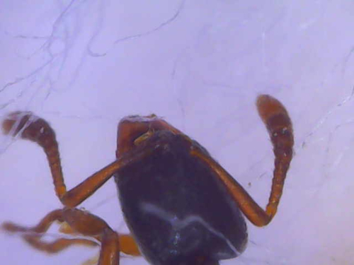 Indolent Ant