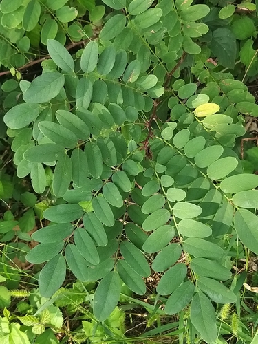 black locust