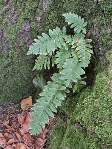common polypody