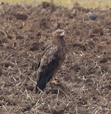 Lesser Spotted Eagle