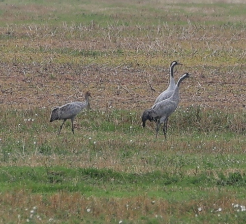 Common Crane