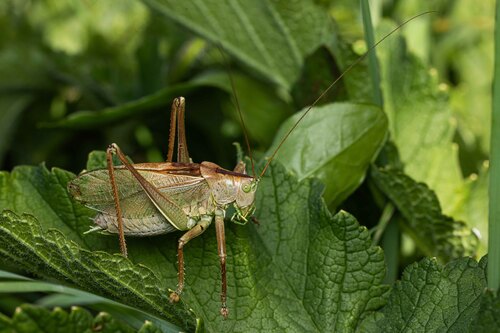 Upland Green Bush-cricket