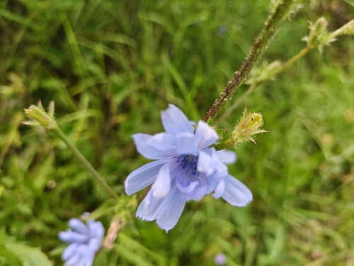 chicory