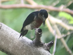 Melanerpes portoricensis