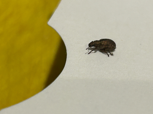 Nut Leaf Weevil