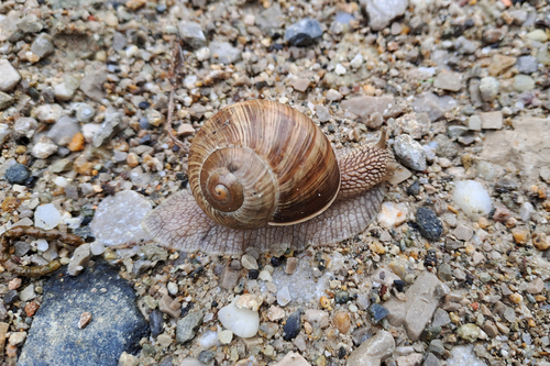 Roman Snail
