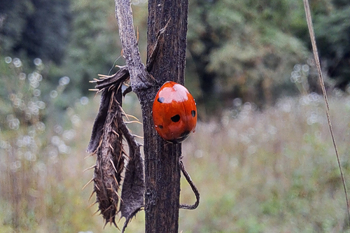 Seven-spotted Lady Beetle