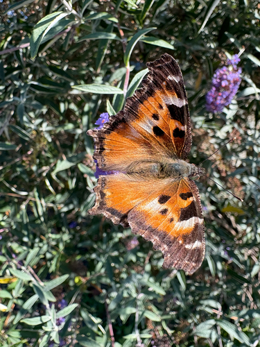 California Tortoiseshell
