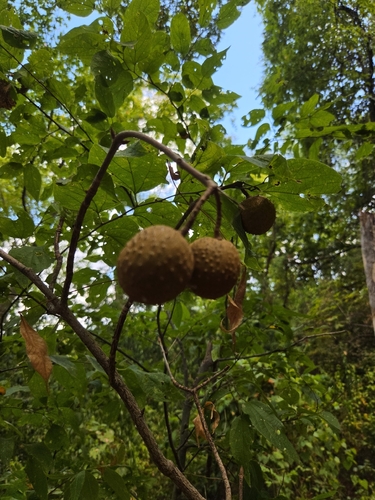 Ohio buckeye