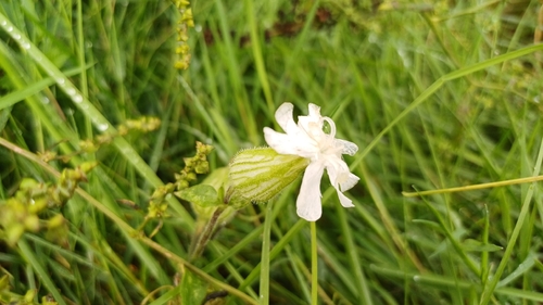 white campion