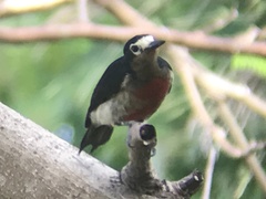 Melanerpes portoricensis