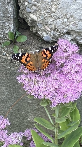Painted Lady