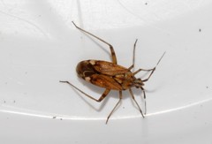 Closterotomus histrio