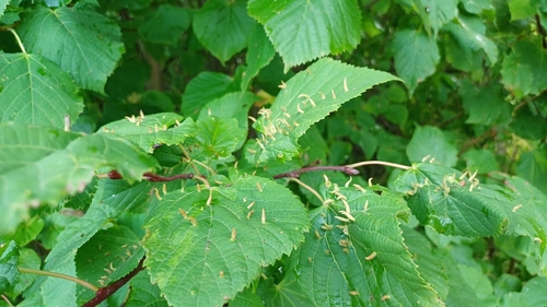 Red Nail Gall Mite