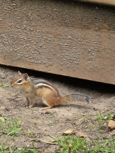 Eastern Chipmunk