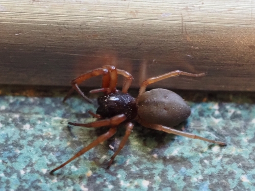 Broad-faced Sac Spider