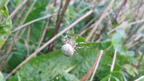 Four-spot Orbweaver