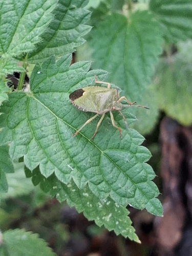 Green Shield Bug