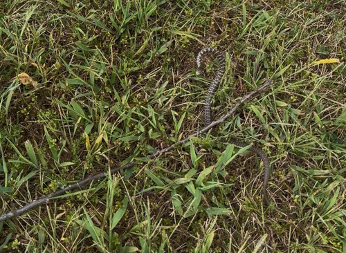 North American Racer