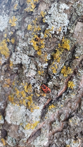 European Firebug