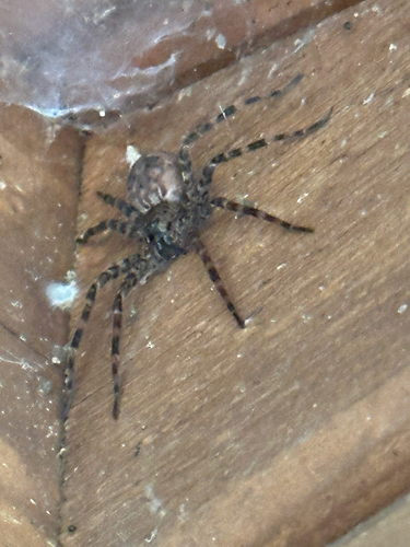 Dark Fishing Spider