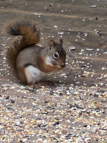American Red Squirrel