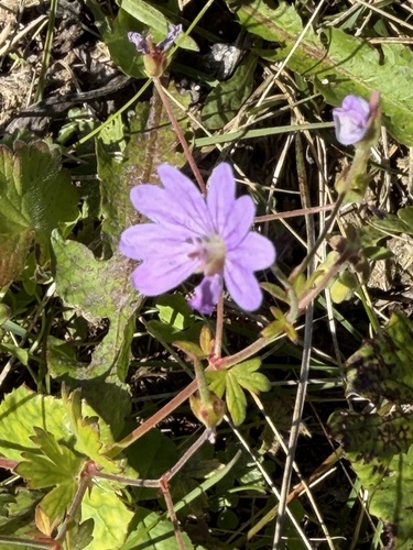 Hedgerow Crane's-bill