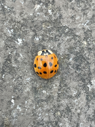Asian Lady Beetle