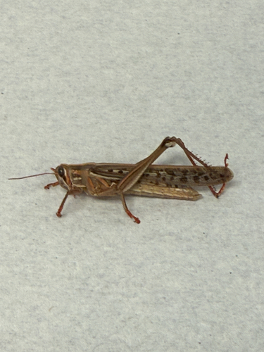 American Bird Grasshopper