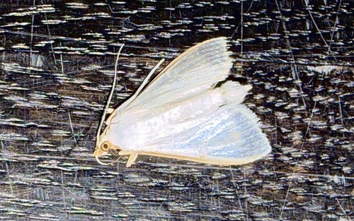 Jasmine Moth