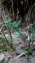 Euphorbia portlandica
