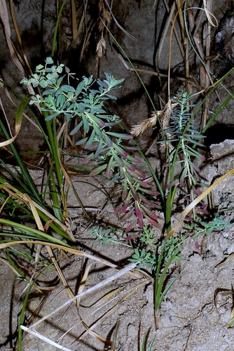 Euphorbia portlandica, photograph 2