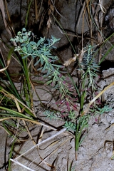 Euphorbia portlandica, photograph author not stated, no rights reserved