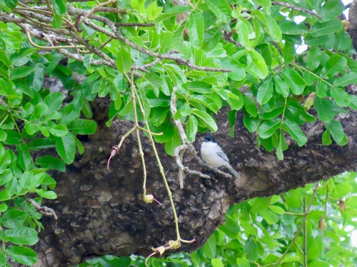 Black-backed Puffback