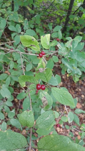 Fly Honeysuckle