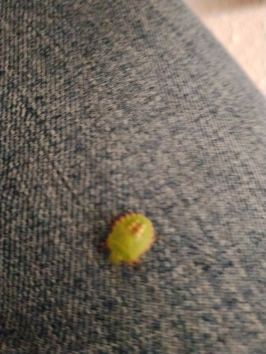 Southern Green Stink Bug