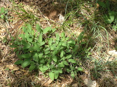Salvia tomentosa