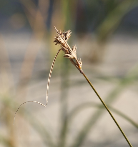Carex arenaria, photograph 2