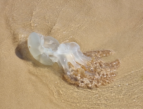 Jelly Blubber