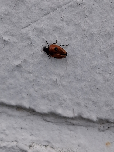 Two-spotted Lady Beetle