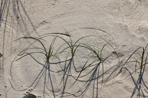Carex arenaria, photograph 4