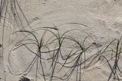 (c) Andrejus Gaidamavičius, some rights reserved (CC BY) Carex arenaria, photograph (c) Andrejus Gaidamavičius, some rights reserved (CC BY)